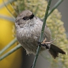 American Bushtit