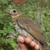 Swainson's Thrush