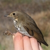 Hermit Thrush