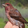 Purple Finch