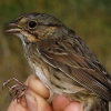 Lincoln's Sparrow