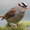 White-crowned Sparrow