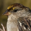 Golden-crowned Sparrow