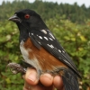 Spotted Towhee